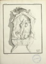 [Ouverture de l'abdomen d'un cochon d'Inde] - Histoire naturelle, générale et particulière, avec la  [...]