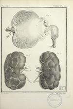 Fig. 1. [Estomac d'ours ouvert] / Fig. 2 et 3. [Reins d'ours] - Histoire naturelle, générale et part [...]