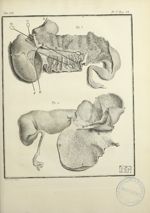 Fig. 1 et 2. [Estomac de l'hippopotame ouvert] - Histoire naturelle, générale et particulière, avec  [...]