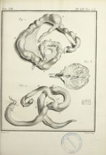 Fig. 1 et 2. [Intestins de phalangers] / Fig. 3. [Parois intérieures de l'estomac] - Histoire nature [...]