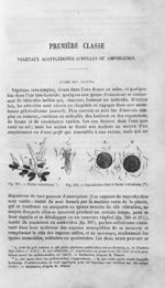 Fucus vesiculosus / Fécondation chez le fucus vesiculosus - Histoire naturelle des drogues simples,  [...]