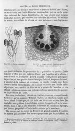 Fucus vesiculosus / Coupe verticale d'un conceptacle femelle de Fucus vesiculosus, L - Histoire natu [...]
