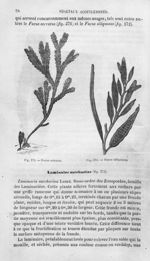 Fucus serratus / Fucus siliquosus - Histoire naturelle des drogues simples, ou Cours d'histoire natu [...]