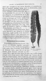 Laminaire saccharine - Histoire naturelle des drogues simples, ou Cours d'histoire naturelle profess [...]