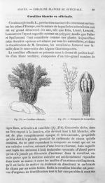 Coralline officinale / Périspores de la coralline - Histoire naturelle des drogues simples, ou Cours [...]