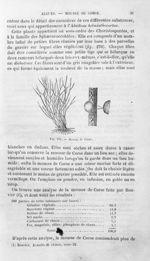 Mousse de Corse - Histoire naturelle des drogues simples, ou Cours d'histoire naturelle professé à l [...]