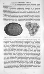 Truffe.-Grandeur naturelle / Truffe.-Vue au microscope - Histoire naturelle des drogues simples, ou  [...]