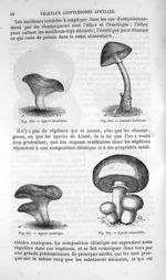 Agaric meurtrier / Amanite bulbeuse / Agaric caustique / Agaric comestible - Histoire naturelle des  [...]