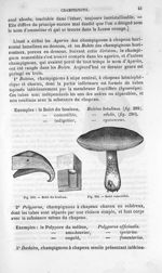 Bolet du bouleau / Bolet comestible - Histoire naturelle des drogues simples, ou Cours d'histoire na [...]