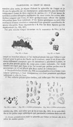 Ergot / Huile / Cellules polymorphes - Histoire naturelle des drogues simples, ou Cours d'histoire n [...]