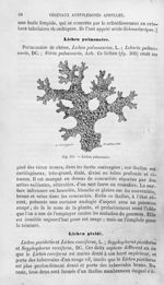 Lichen pulmonaire - Histoire naturelle des drogues simples, ou Cours d'histoire naturelle professé à [...]