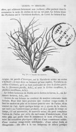 Orseille des Canaries - Histoire naturelle des drogues simples, ou Cours d'histoire naturelle profes [...]