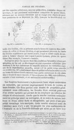 Anthéridie / Archégones - Histoire naturelle des drogues simples, ou Cours d'histoire naturelle prof [...]