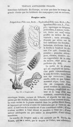 Fougère mâle - Histoire naturelle des drogues simples, ou Cours d'histoire naturelle professé à l'Éc [...]
