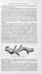 Souche de Calaguala - Histoire naturelle des drogues simples, ou Cours d'histoire naturelle professé [...]