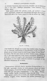 Cétérach - Histoire naturelle des drogues simples, ou Cours d'histoire naturelle professé à l'École  [...]