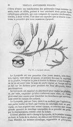 Lycopode officinal - Histoire naturelle des drogues simples, ou Cours d'histoire naturelle professé  [...]