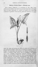 Arum - Histoire naturelle des drogues simples, ou Cours d'histoire naturelle professé à l'École supé [...]