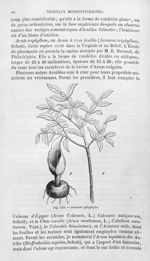 Draconte polyphylle - Histoire naturelle des drogues simples, ou Cours d'histoire naturelle professé [...]