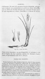 Carex des sables - Histoire naturelle des drogues simples, ou Cours d'histoire naturelle professé à  [...]