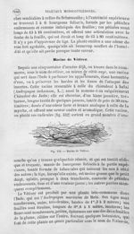 Racine de Vétiver - Histoire naturelle des drogues simples, ou Cours d'histoire naturelle professé à [...]