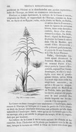 Canne à sucre - Histoire naturelle des drogues simples, ou Cours d'histoire naturelle professé à l'É [...]