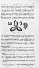 Fleurs du Dattier - Histoire naturelle des drogues simples, ou Cours d'histoire naturelle professé à [...]