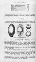 Semence ou Noix d'Arec - Histoire naturelle des drogues simples, ou Cours d'histoire naturelle profe [...]