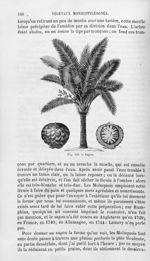 Sagou - Histoire naturelle des drogues simples, ou Cours d'histoire naturelle professé à l'École sup [...]