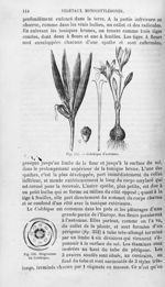 Colchique d'automne / Diagramme du Colchique - Histoire naturelle des drogues simples, ou Cours d'hi [...]