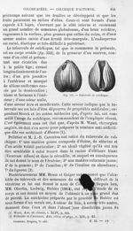 Tubercule du colchique - Histoire naturelle des drogues simples, ou Cours d'histoire naturelle profe [...]