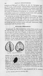 Tubercule d'hermodacte - Histoire naturelle des drogues simples, ou Cours d'histoire naturelle profe [...]