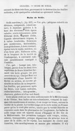 Bulbe de Scille - Histoire naturelle des drogues simples, ou Cours d'histoire naturelle professé à l [...]
