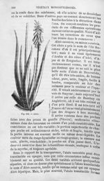 Aloès - Histoire naturelle des drogues simples, ou Cours d'histoire naturelle professé à l'École sup [...]