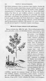 Fragon épineux - Histoire naturelle des drogues simples, ou Cours d'histoire naturelle professé à l' [...]