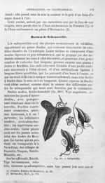 Salsepareille - Histoire naturelle des drogues simples, ou Cours d'histoire naturelle professé à l'É [...]