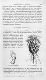 Broméliacée / Ananas - Histoire naturelle des drogues simples, ou Cours d'histoire naturelle profess [...]