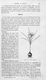 Safran officinal - Histoire naturelle des drogues simples, ou Cours d'histoire naturelle professé à  [...]