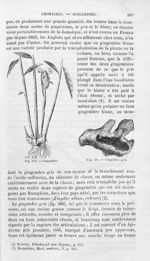 Gingembre / Gingembre gris - Histoire naturelle des drogues simples, ou Cours d'histoire naturelle p [...]