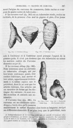 Curcuma oblong / Curcuma road / Curcuma long / Tubercule de Curcuma minor - Histoire naturelle des d [...]
