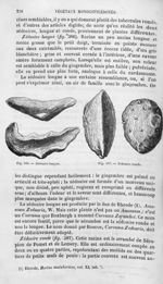 Zédoaire longue / Zédoaire ronde - Histoire naturelle des drogues simples, ou Cours d'histoire natur [...]