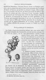 Amome en grappe - Histoire naturelle des drogues simples, ou Cours d'histoire naturelle professé à l [...]