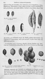 Petit cardamome de Malabar / Long cardamome de Malabar / Cardamome de Ceylan / Cardamome à semences  [...]