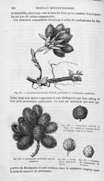Cardamomes - Histoire naturelle des drogues simples, ou Cours d'histoire naturelle professé à l'Écol [...]