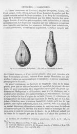 Cardamome d'Abyssinie / Cardamome de Banda - Histoire naturelle des drogues simples, ou Cours d'hist [...]