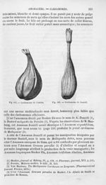 Cardamome de Clusius / Cardamome de Daniell - Histoire naturelle des drogues simples, ou Cours d'his [...]
