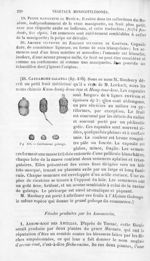 Cardamome galanga - Histoire naturelle des drogues simples, ou Cours d'histoire naturelle professé à [...]