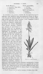 Orchis mascula - Histoire naturelle des drogues simples, ou Cours d'histoire naturelle professé à l' [...]