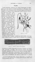 Vanille / Paquet de vanille tel qu'on l'importe - Histoire naturelle des drogues simples, ou Cours d [...]