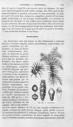 Genévrier - Histoire naturelle des drogues simples, ou Cours d'histoire naturelle professé à l'École [...]